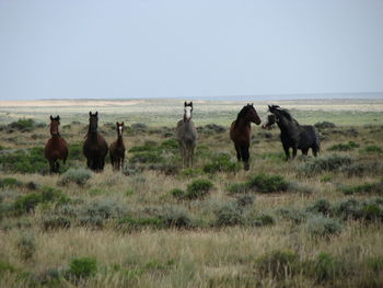 Horses grazing on landscape against clear sky