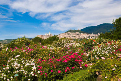 Panoramic view of assisi medieval town with roses in the background, umbria, italy