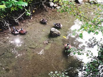 High angle view of ducks swimming in lake