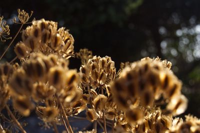 Close-up of wilted plant on field