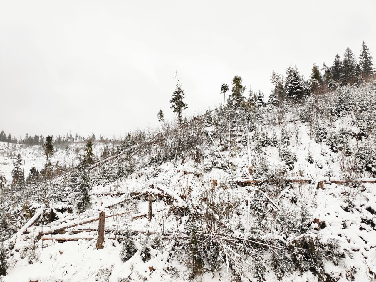 snow, winter, cold temperature, tree, beauty in nature, tranquility, plant, scenics - nature, nature, covering, land, tranquil scene, sky, non-urban scene, white color, field, environment, day, no people, outdoors, coniferous tree