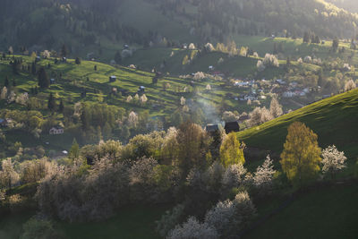 Spring rural landscape with blooming trees in the mountain area, of bucovina - romania.