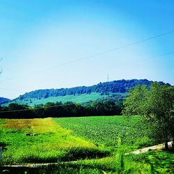 Scenic view of green landscape against clear blue sky