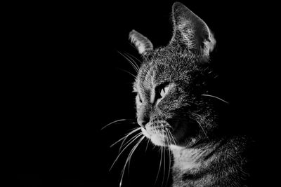 Close-up of a cat looking away