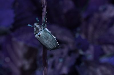 animal