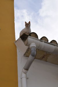 Low angle view of a cat