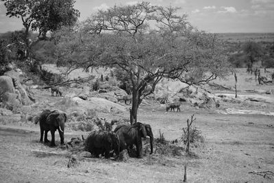 View of elephant on field