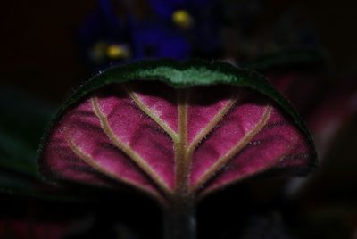 Close-up of flower at night