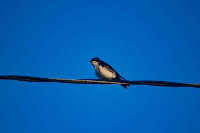 Low angle view of bird perching on cable against blue sky