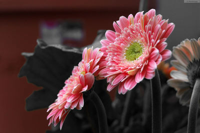 Close-up of gerbera daisy in vase at home