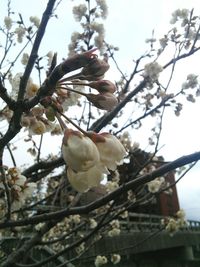 Low angle view of flower tree against sky