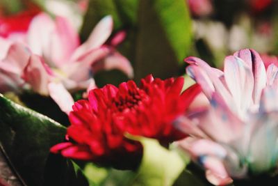 Close-up of pink flower