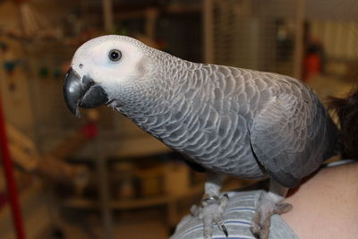 Close-up of parrot