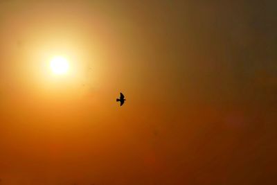 Silhouette bird flying in sky