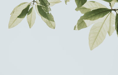 Close-up of leaves against white background