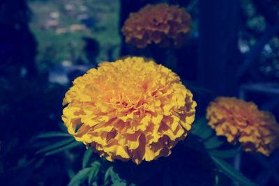 Close-up of marigold blooming outdoors