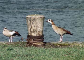 Seagulls perching on wooden post