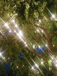 Low angle view of illuminated tree at night