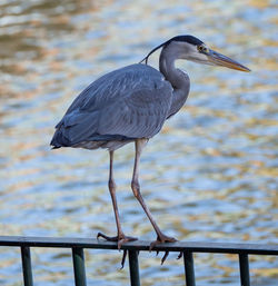 Bird perching on railing