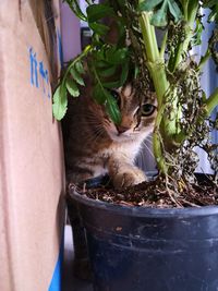 Close-up of a cat in pot