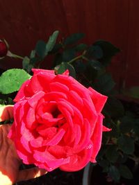 Close-up of red rose blooming outdoors