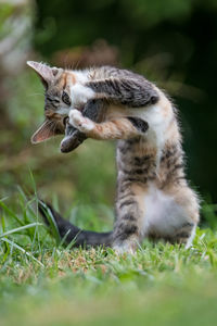 Side view of a cat on field