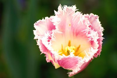 Close-up of pink flower blooming