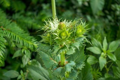 Close-up of plants