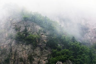 Scenic view of forest in foggy weather