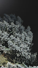 Low angle view of plants against sky during winter