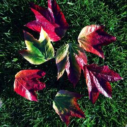 Close-up of red leaves on field