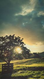 Sun shining through trees on field