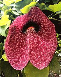 Close-up of red flower