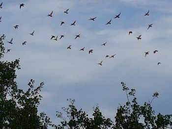 Low angle view of birds flying against sky