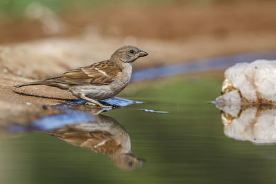 Close-up of bird perching on lake