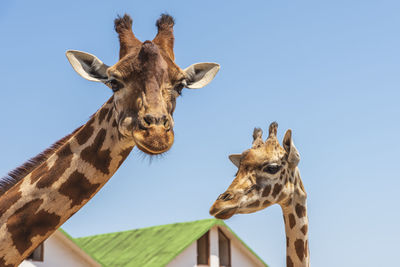 Low angle view of giraffe against clear sky