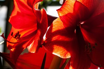 Close-up of red flowering plant