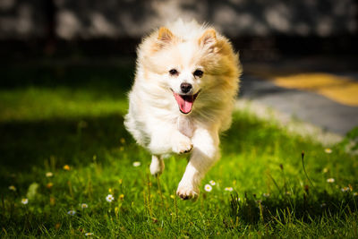 White dog running on field