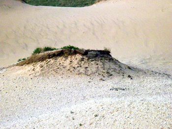 Lizard on ground