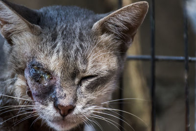 Close-up portrait of a cat