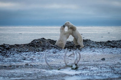 Two polar bears wrestling near caribou antlers