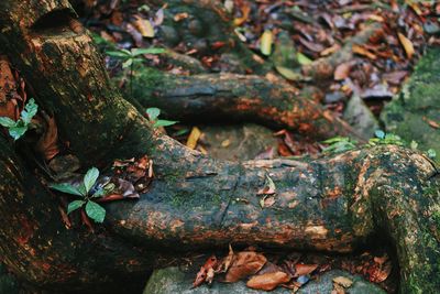 Close-up of rusty chain on tree trunk