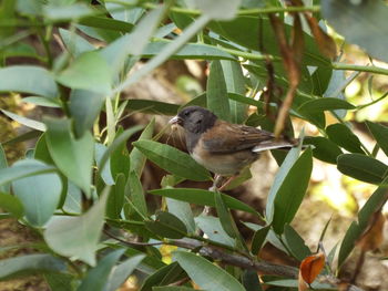 Close-up of bird perching on plant