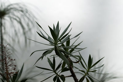 Close-up of plant in snow