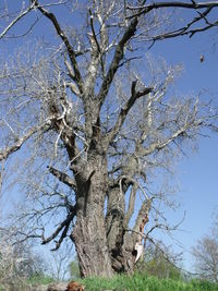 Low angle view of bare tree against clear blue sky