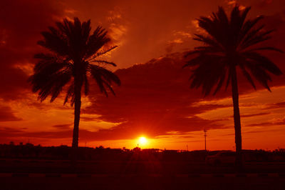 Palm trees against sky at night