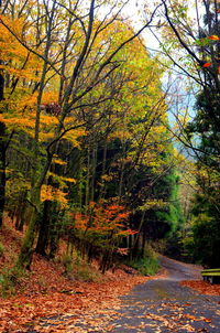 Road amidst trees in forest during autumn