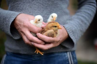 Midsection of woman holding baby chicken in hand