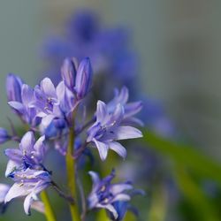 Close-up of purple flowering plant