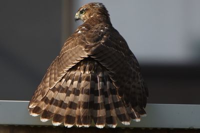 Close-up of eagle perching